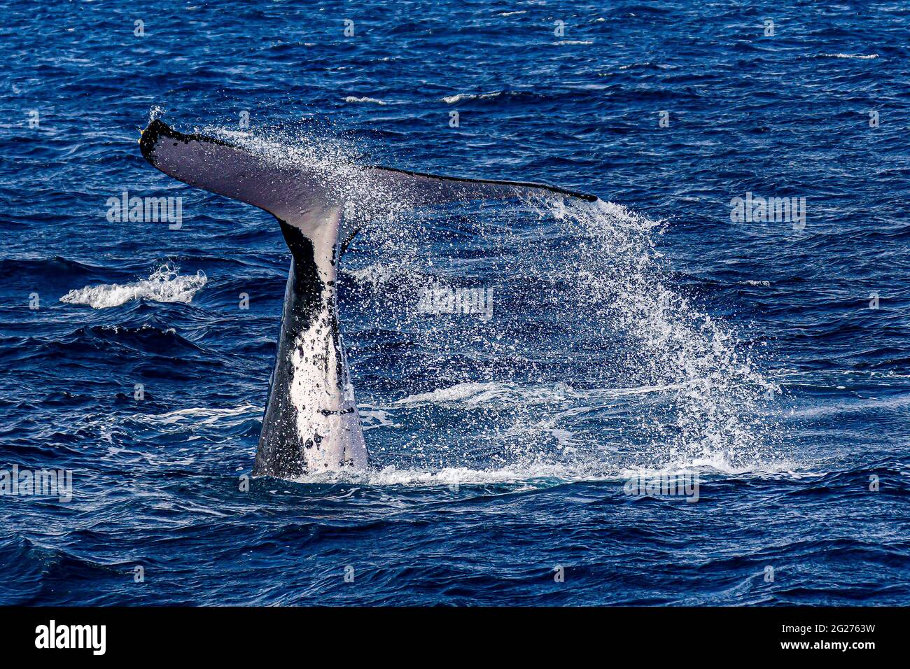 Baleine à bosse (Megaptera novaeangliae) queue de veau qui claque la surface de l'eau. Banque D'Images