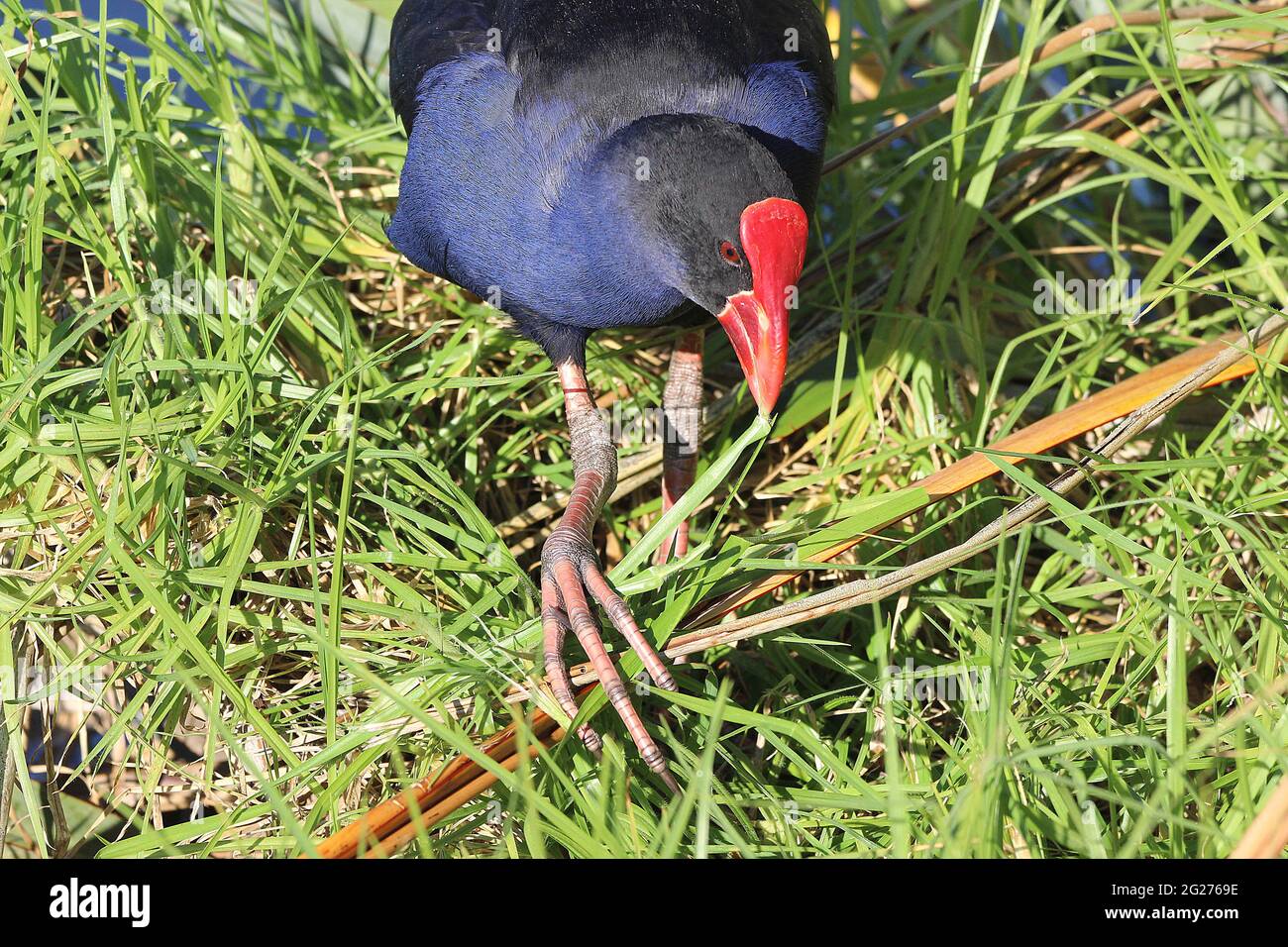 Pukeko de Nouvelle-Zélande (Porphyrio melanotus) Banque D'Images