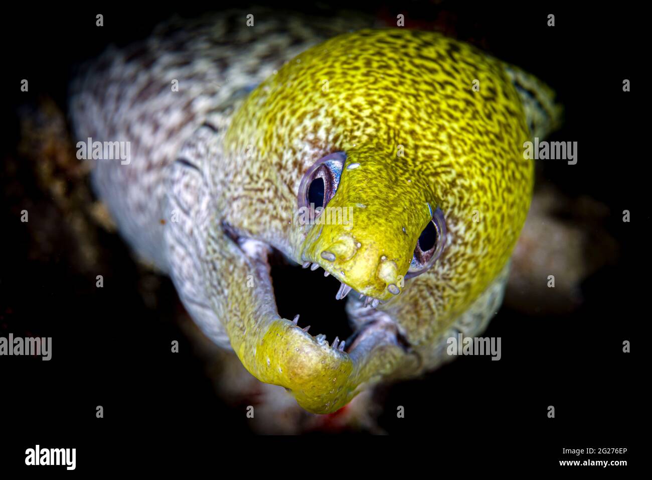 Vue de tête d'une anguille morée fimbriée (Gymnothorax fimbriatus). Banque D'Images