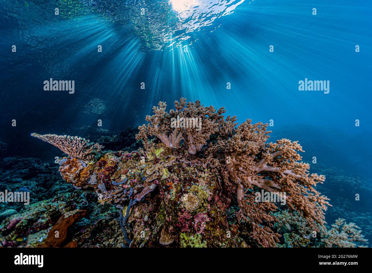 Scène Reef à Halmahera, Indonésie. Banque D'Images
