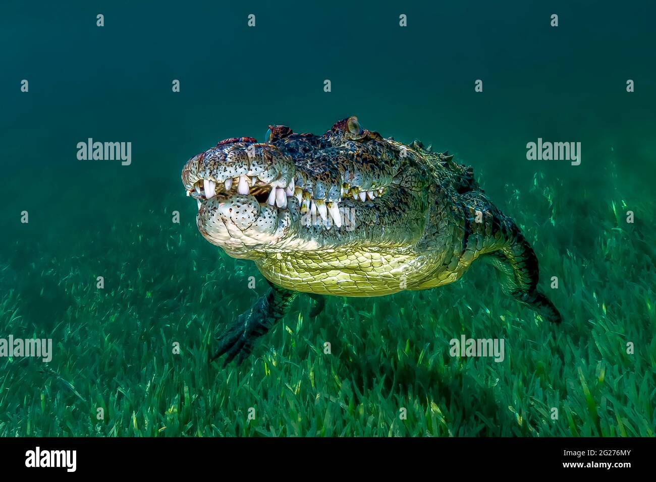 Crocodile d'eau salée de Cuba. Banque D'Images