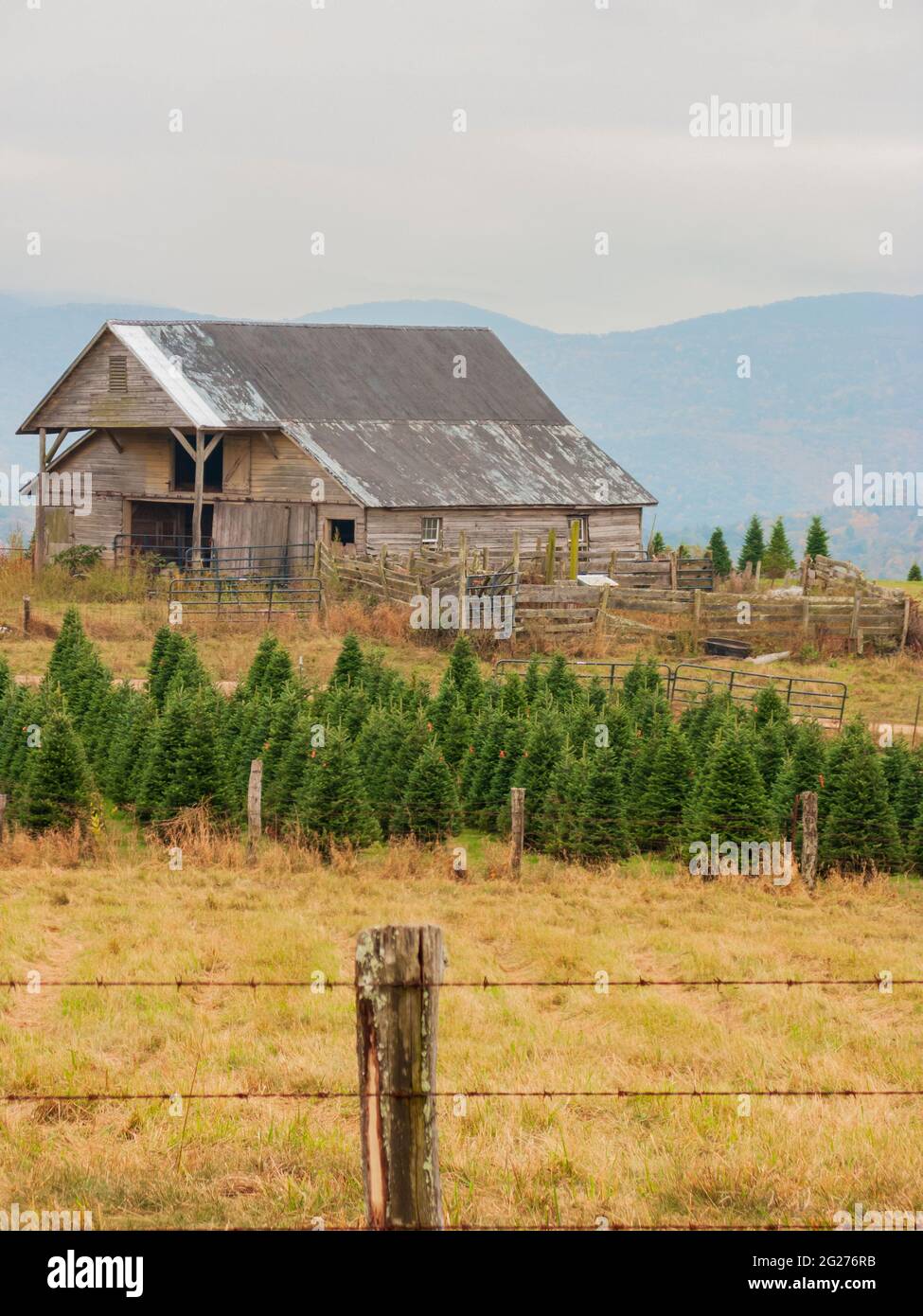 Une ferme d'arbres de Noël avec une grande ancienne grange en bois contre la chaîne de montagnes Appalachian dans la campagne de Virginie, Etats-Unis. Banque D'Images