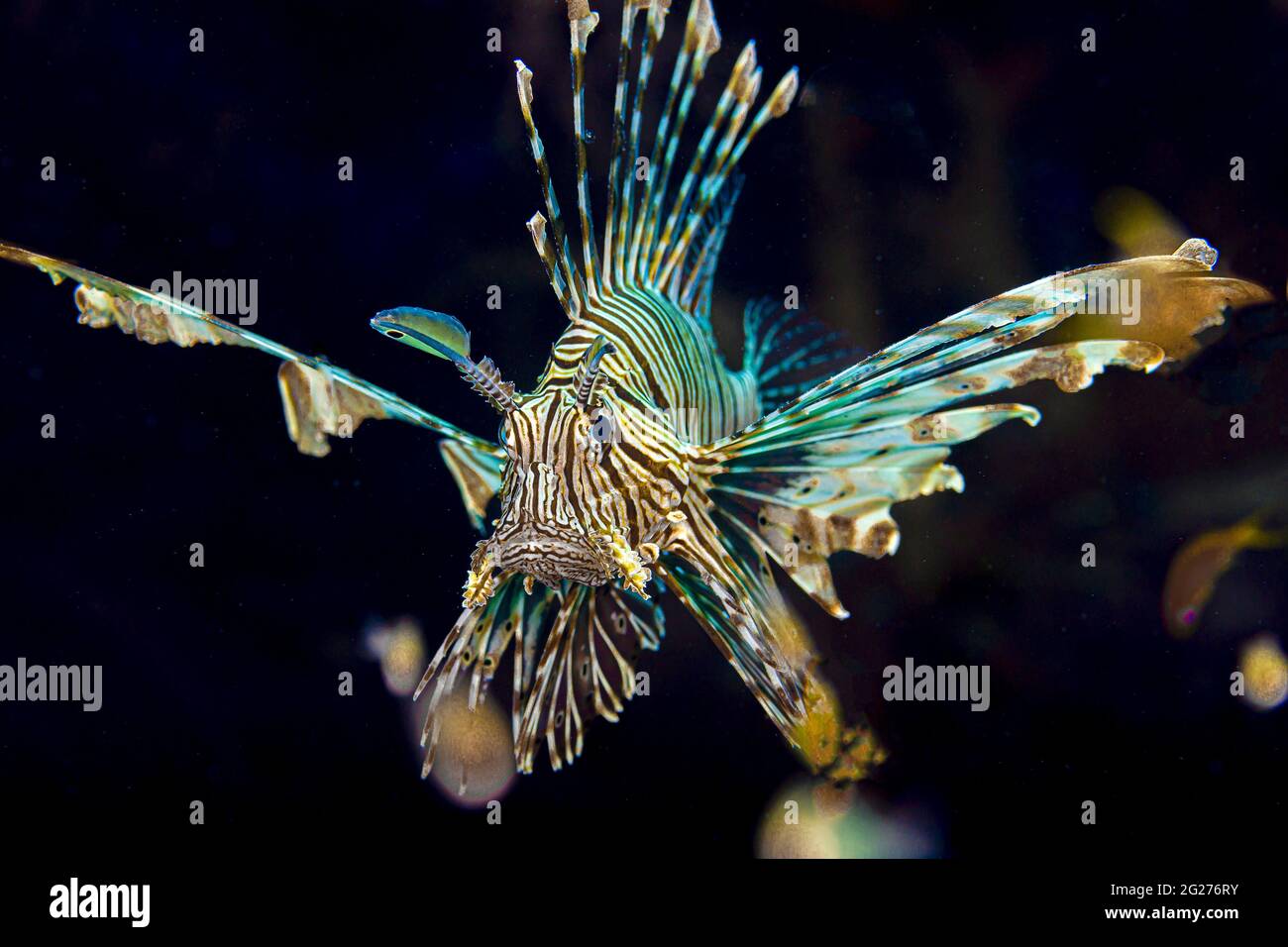 Lionfish commun (Pterois miles), vue de face. Banque D'Images