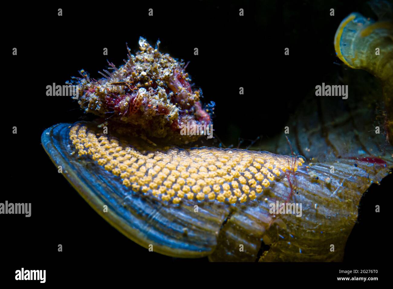 Un crabe ermite pontant des œufs sur une feuille d'algues aux Maldives. Banque D'Images