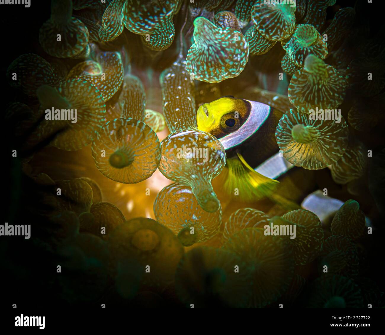 Aniao (Philippines), espèce juvénile d'anemonefish Clarks (Amphiprion clarkii). Banque D'Images
