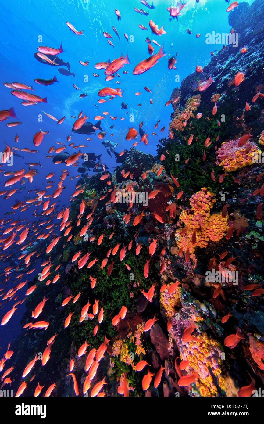 Des poissons anthias colorés se balanlent le long d'un mur de corail à l'île Verde aux Philippines. Banque D'Images