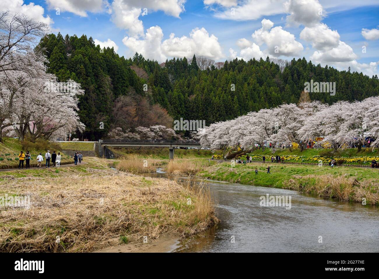 Fukushima, Japon - 2018 avril 16 : Festival Hanami dans la ville de Natsui, vue sur la campagne et la rivière de chaque côté avec cerisiers en fleurs Banque D'Images