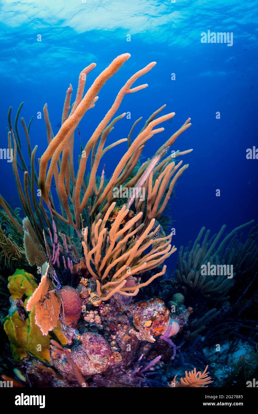 Scène de récif de corail à Bonaire, Caraïbes pays-Bas. Banque D'Images