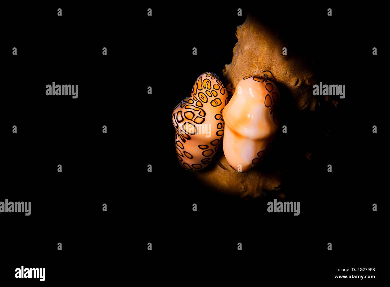 Une paire d'escargots de langue flamant (Cyphoma gibbosum), îles Turques et Caïques Banque D'Images