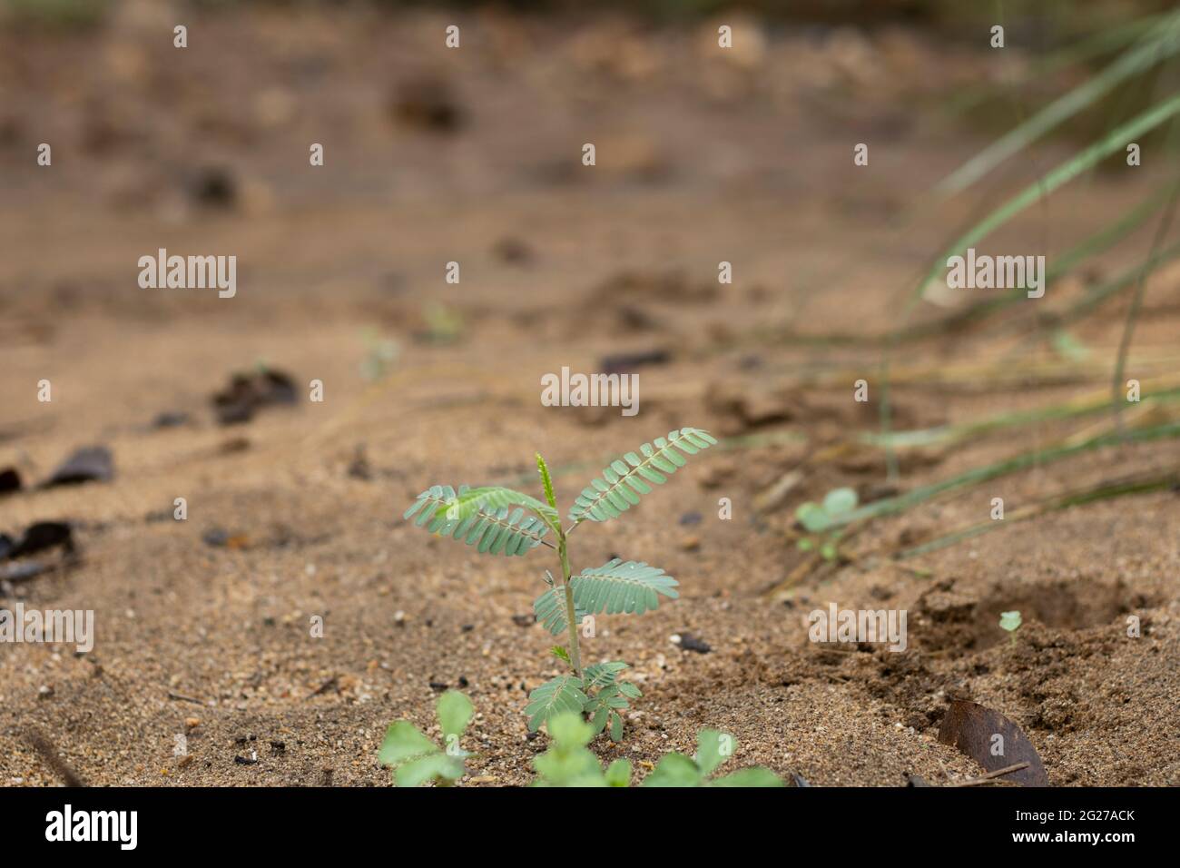 Plantes vertes dans le sol sec en haute résolution d'été Banque D'Images