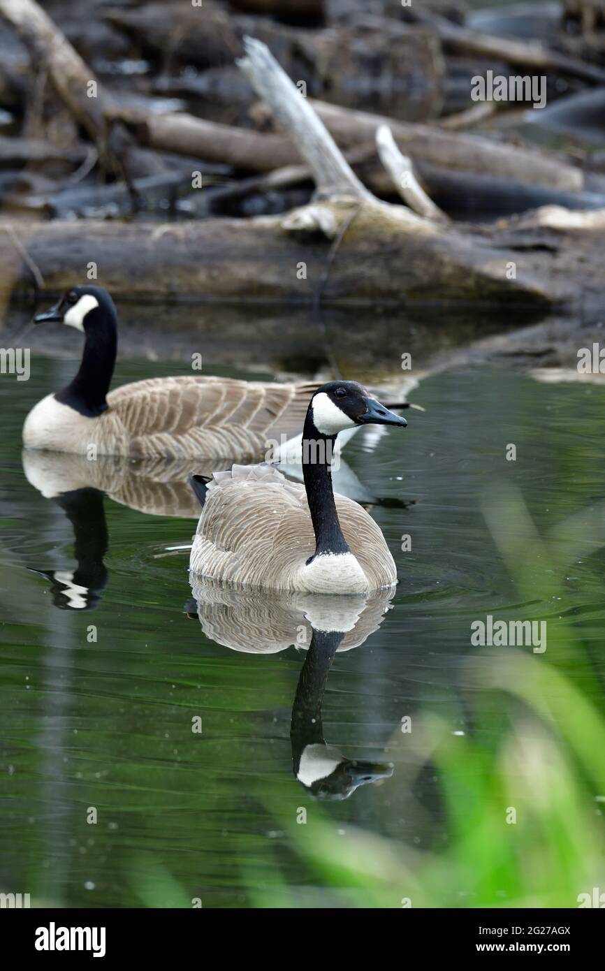 Une paire de Bernaches du Canada, Branta canadensis, nageant dans leur habitat humide une zone marécageuse dans les régions rurales du Canada de l'Alberta Banque D'Images