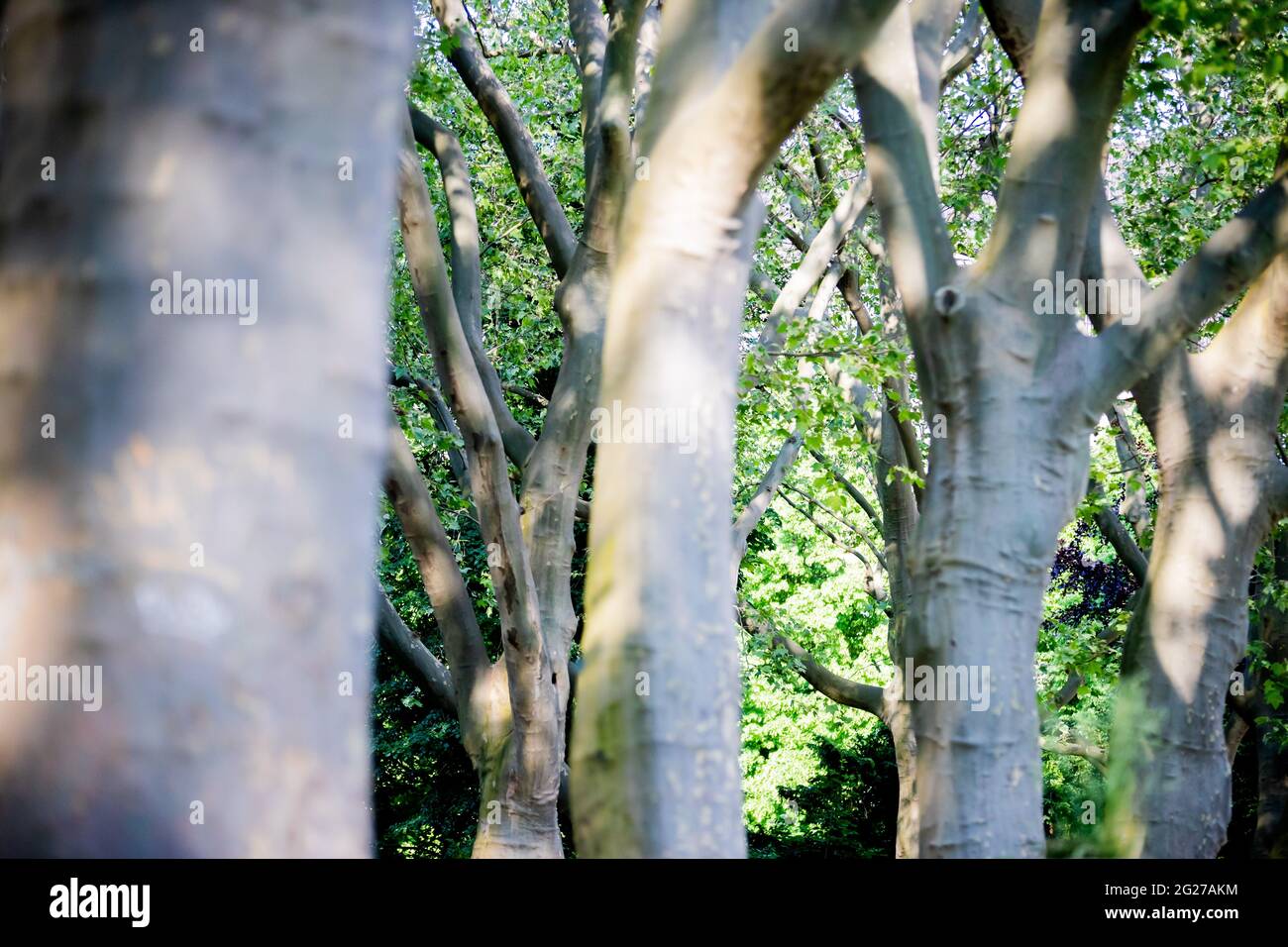 Berlin, Allemagne. 08 juin 2021. Sycamore arbres dans le parc de la ville de Schöneberg. Les feuilles reposent sur le sol et un regard dans les arbres révèle des feuilles brunes et des pousses qui coulent. Les platanes dans la capitale sont malades - mais il y a de l'espoir pour la reprise. Credit: Christoph Soeder/dpa/Alay Live News Banque D'Images