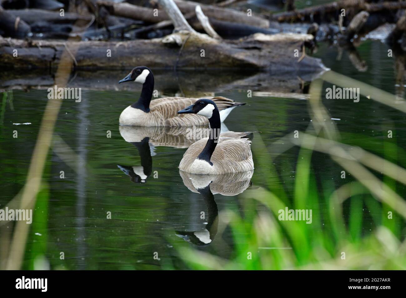 Une paire de Bernaches du Canada, Branta canadensis, nageant dans une région de marais dans les régions rurales de l'Alberta au Canada Banque D'Images