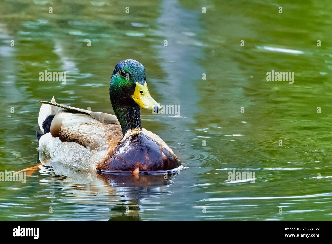 Image d'un canard colvert mâle adulte sauvage (Anas platyrhynchos); flottant dans l'eau d'un étang de castors à la promenade de Hinton Alberta Canada. Banque D'Images