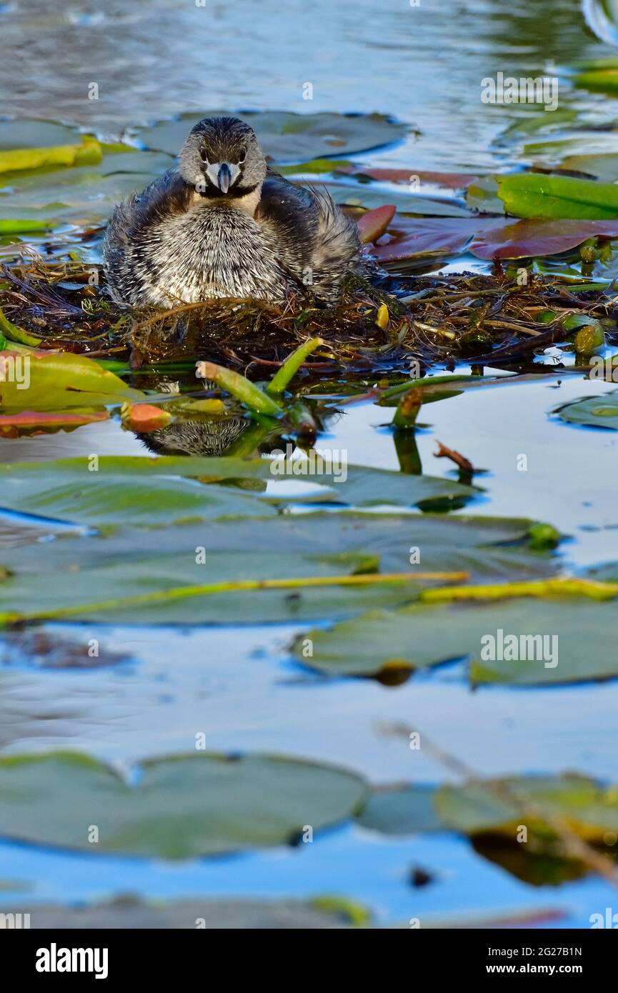 Une femelle de Grebe à bec de pied 'Podilymbus podiceps'; assise sur un nid flottant fait de lilly pads dans la région marécageuse d'un lac rural de l'Alberta Banque D'Images