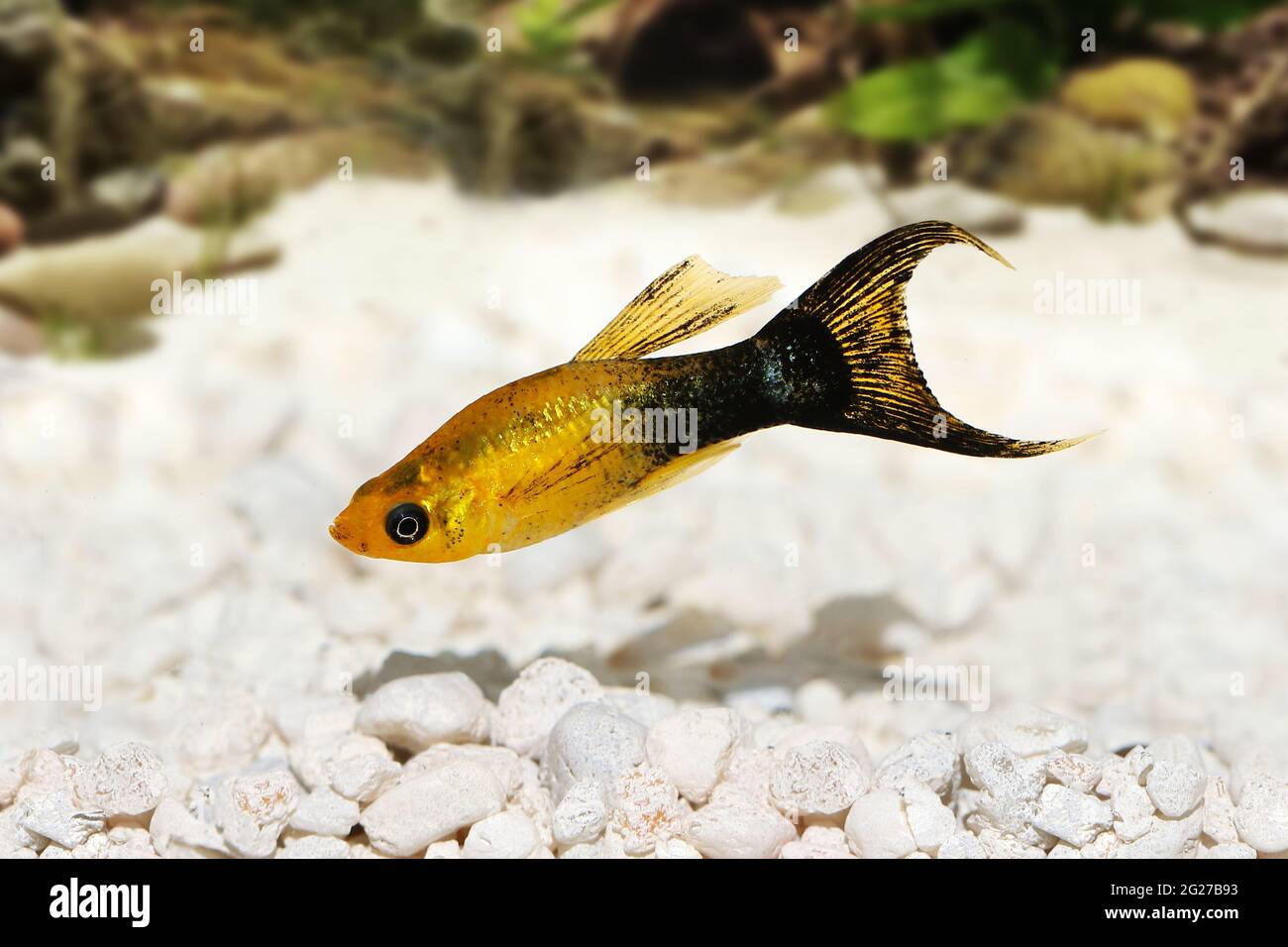 Golden Black LyRetail Molly Poecilia latipinna poisson aquarium Banque D'Images