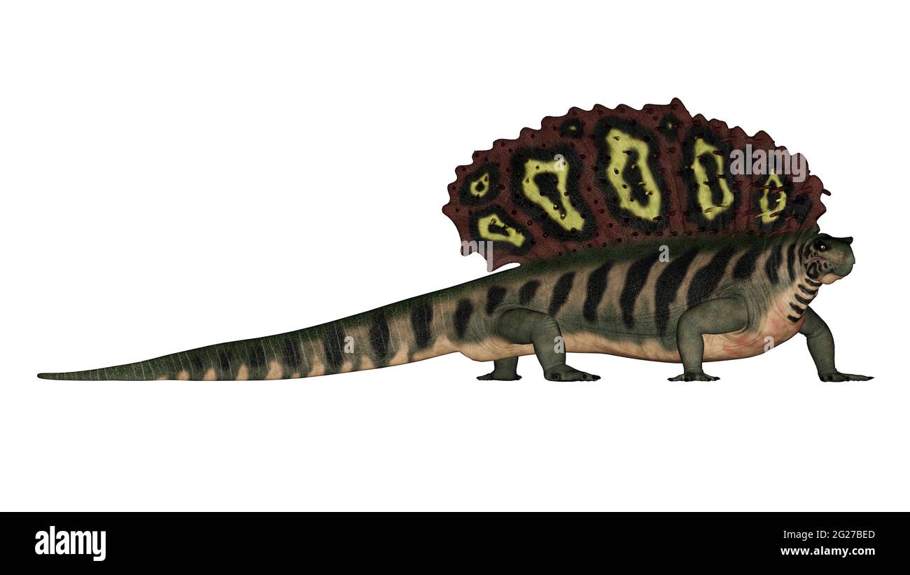 Edaphosaurus animal préhistorique, isolé sur fond blanc. Banque D'Images