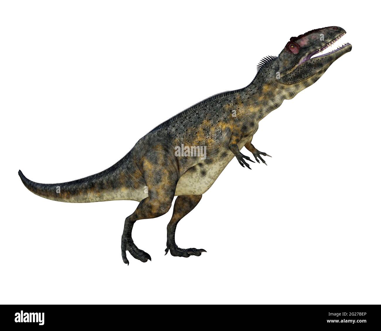 Le dinosaure de Giganotosaurus grondant la tête vers le haut, isolé sur fond blanc. Banque D'Images