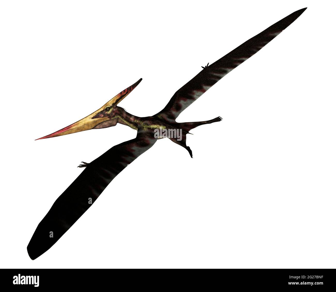Pteranodon vol d'oiseau préhistorique, isolé sur fond blanc. Banque D'Images