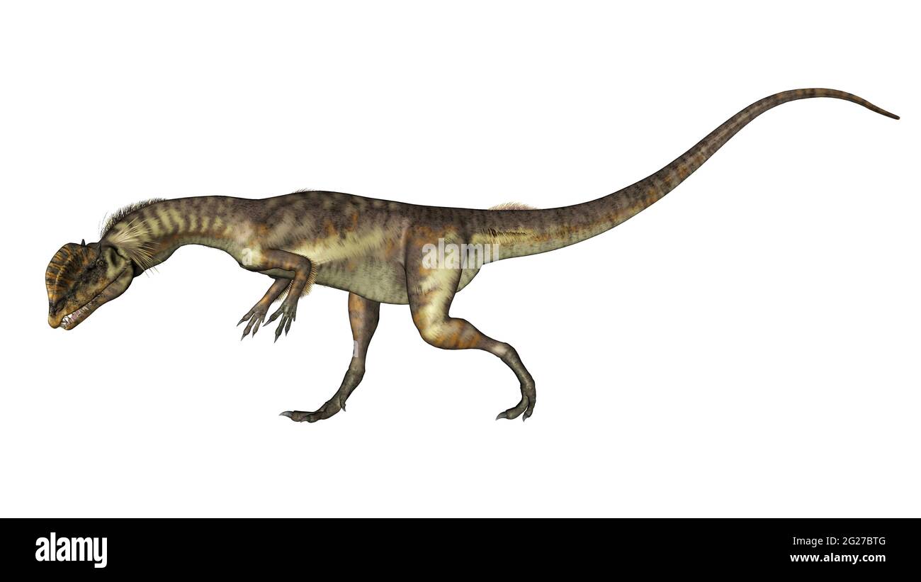 Dinosaure de Dilosaurus marchant la tête vers le bas, vue latérale isolée sur fond blanc. Banque D'Images