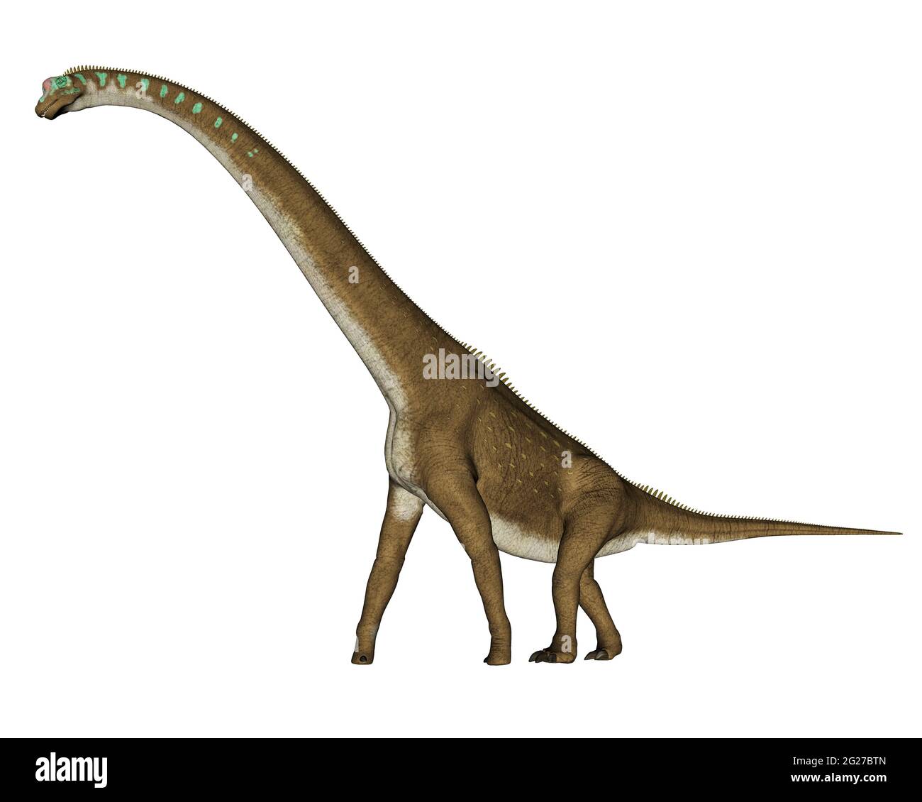Giraffatitan Dinosaur marchant, vue latérale isolée sur fond blanc. Banque D'Images