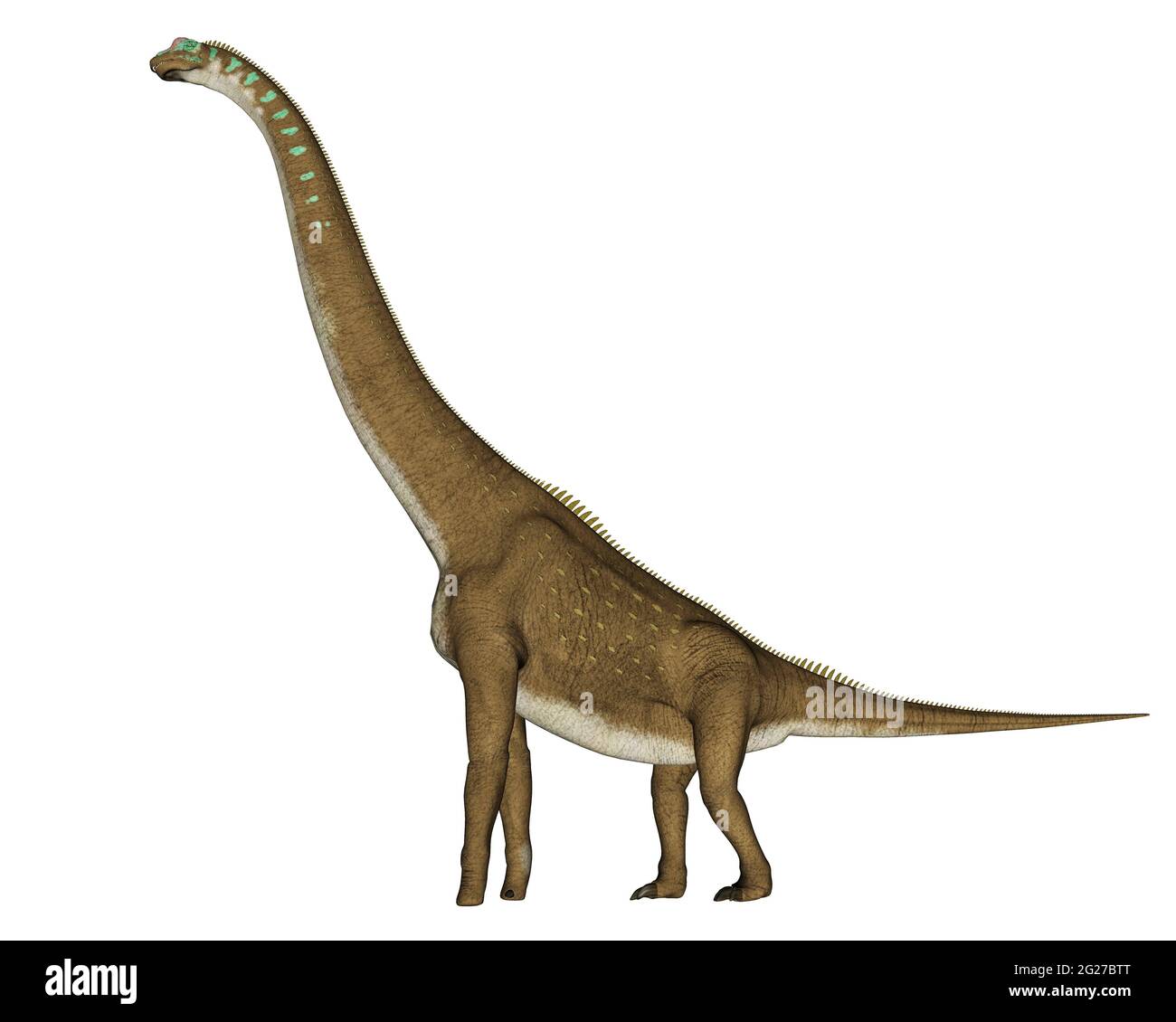 Giraffatitan Dinosaur marchant, vue latérale isolée sur fond blanc. Banque D'Images