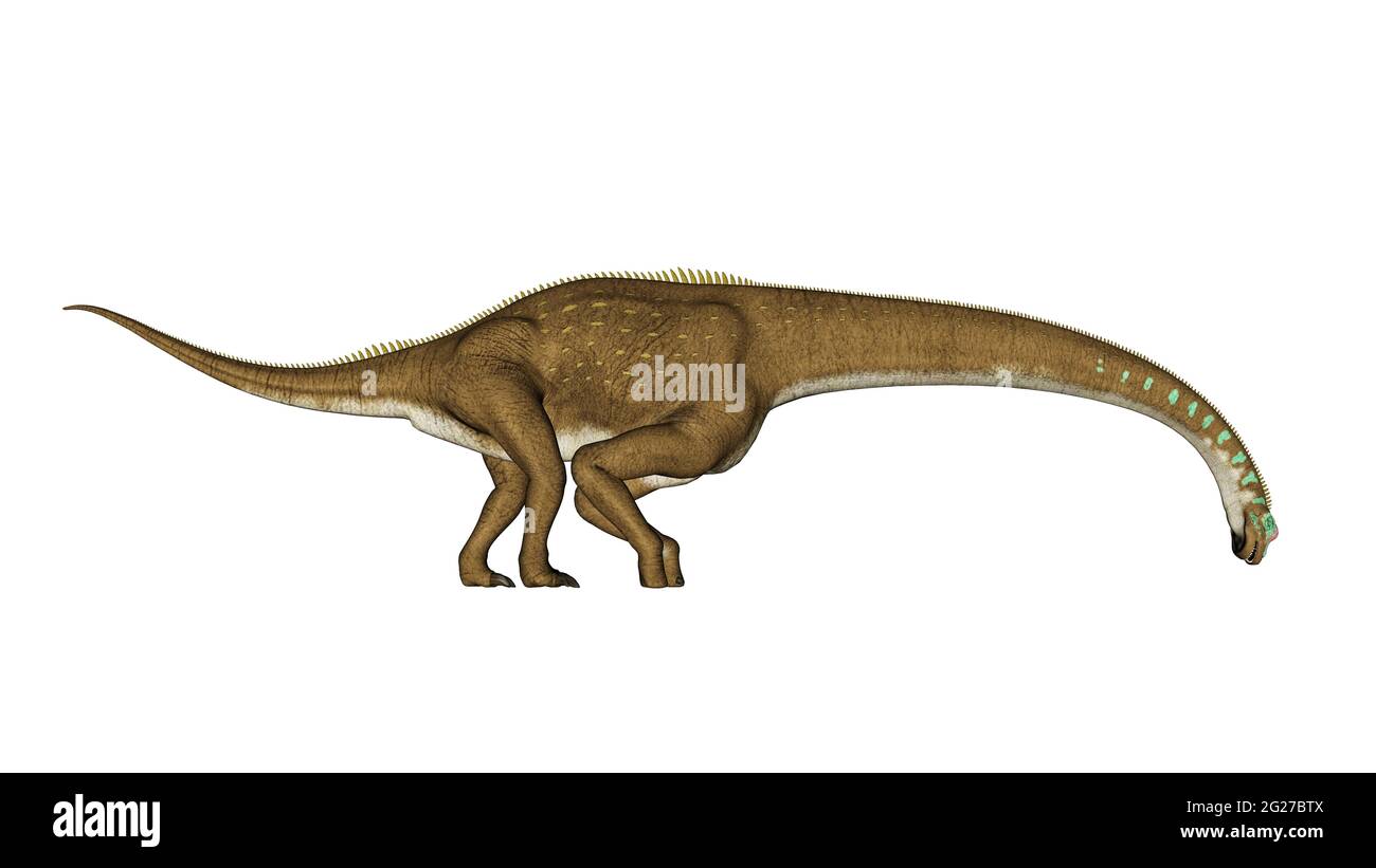 Dinosaure de Giraffatitan en train de boire, vue latérale isolée sur fond blanc. Banque D'Images