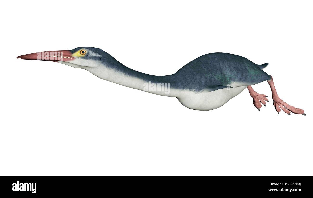 Hesperornis oiseau préhistorique, vue latérale isolée sur fond blanc. Banque D'Images