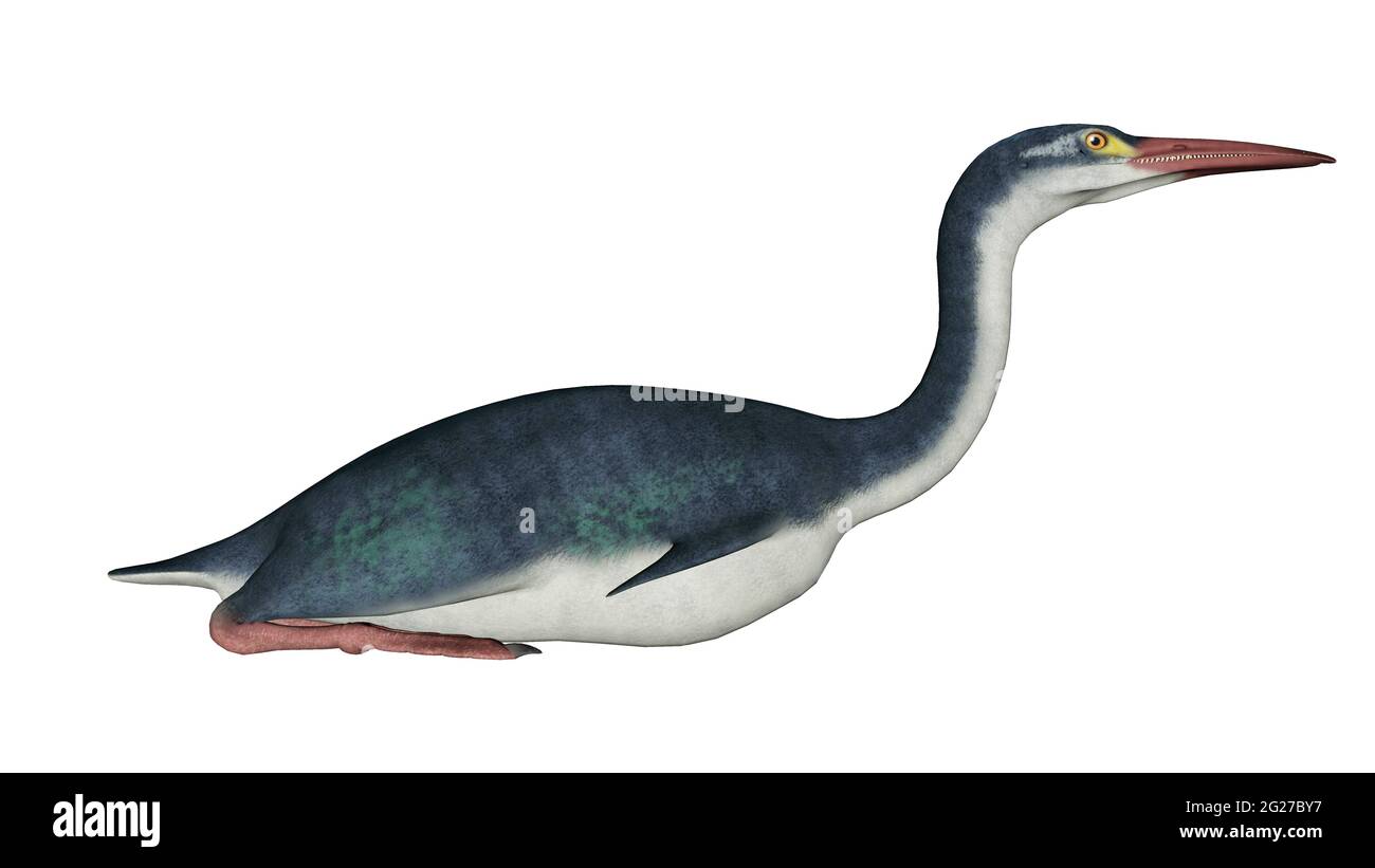 Hesperornis oiseau préhistorique, vue latérale isolée sur fond blanc. Banque D'Images