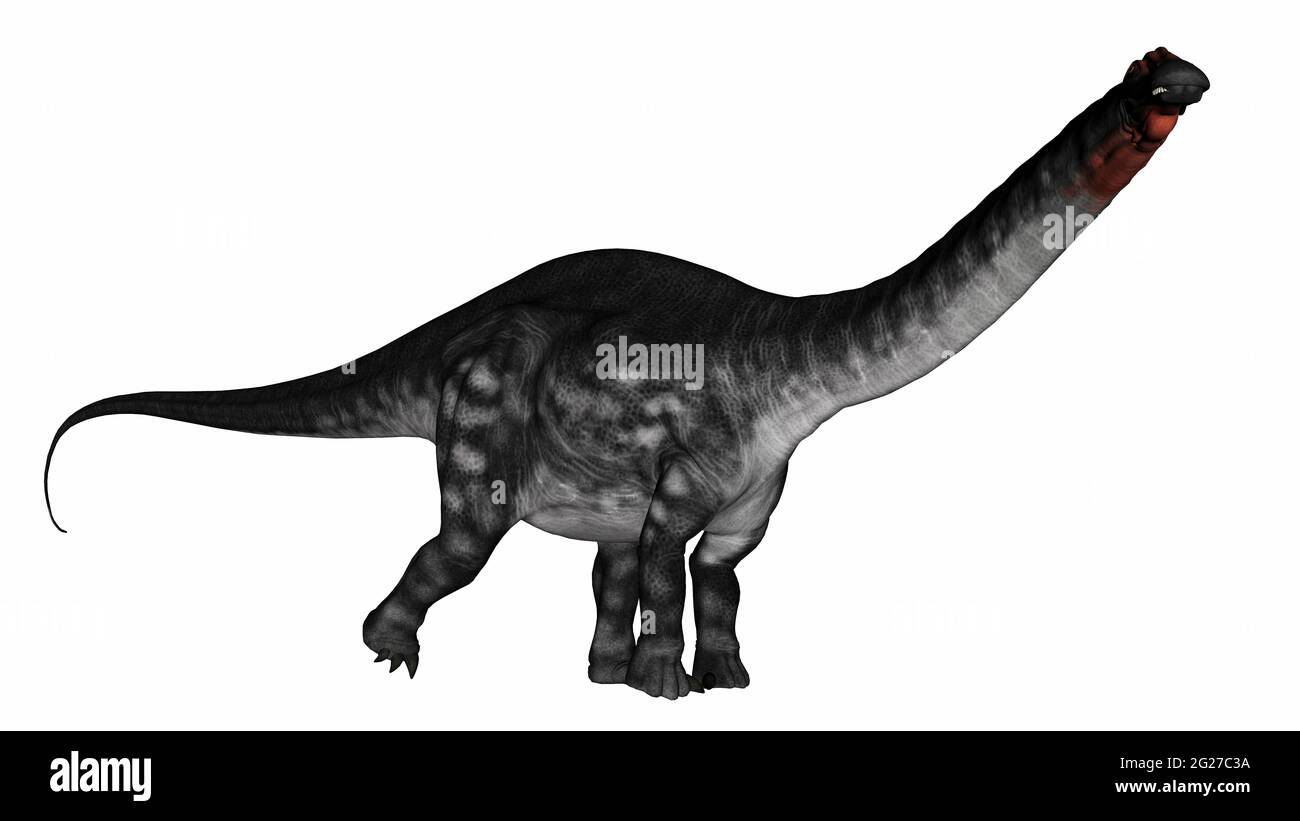 Apatosaurus Dinosaur marchant, isolé sur fond blanc. Banque D'Images