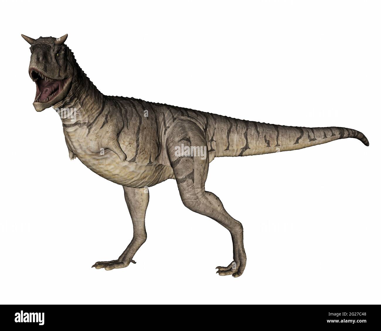 Carnotaurus rugissement de dinosaures, isolé sur fond blanc. Banque D'Images