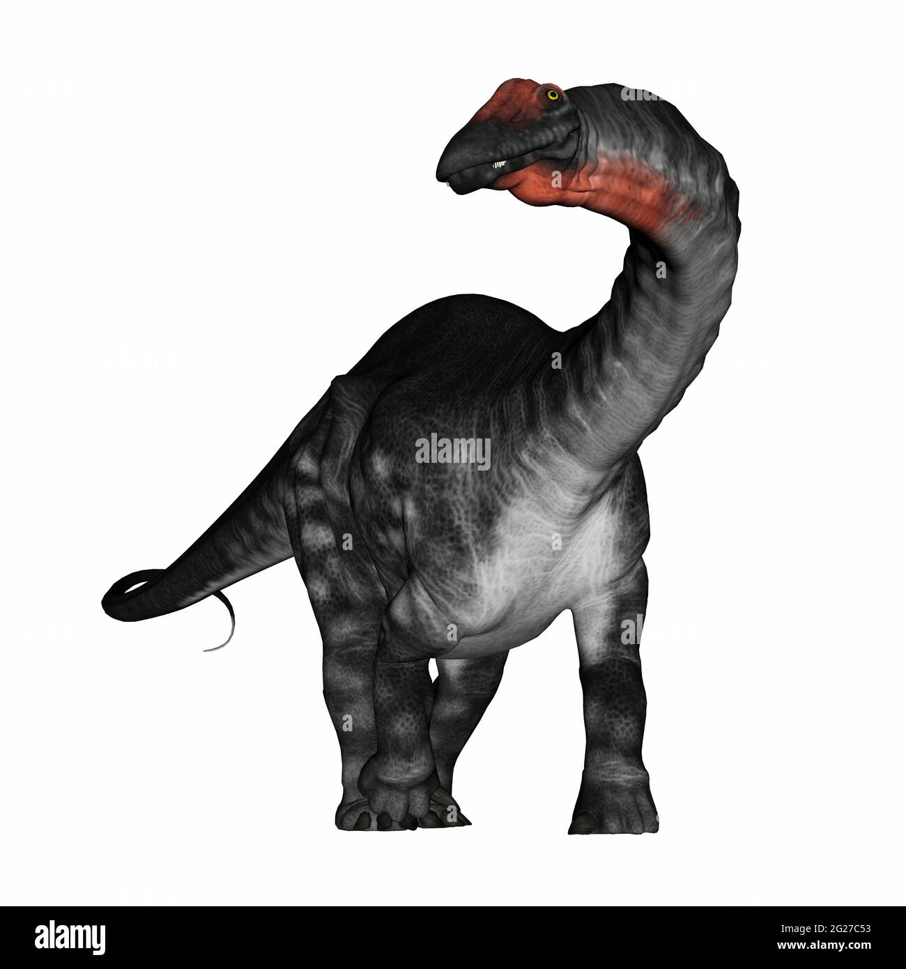 Dinosaure d'Apatosaurus isolé sur fond blanc, vue de face. Banque D'Images