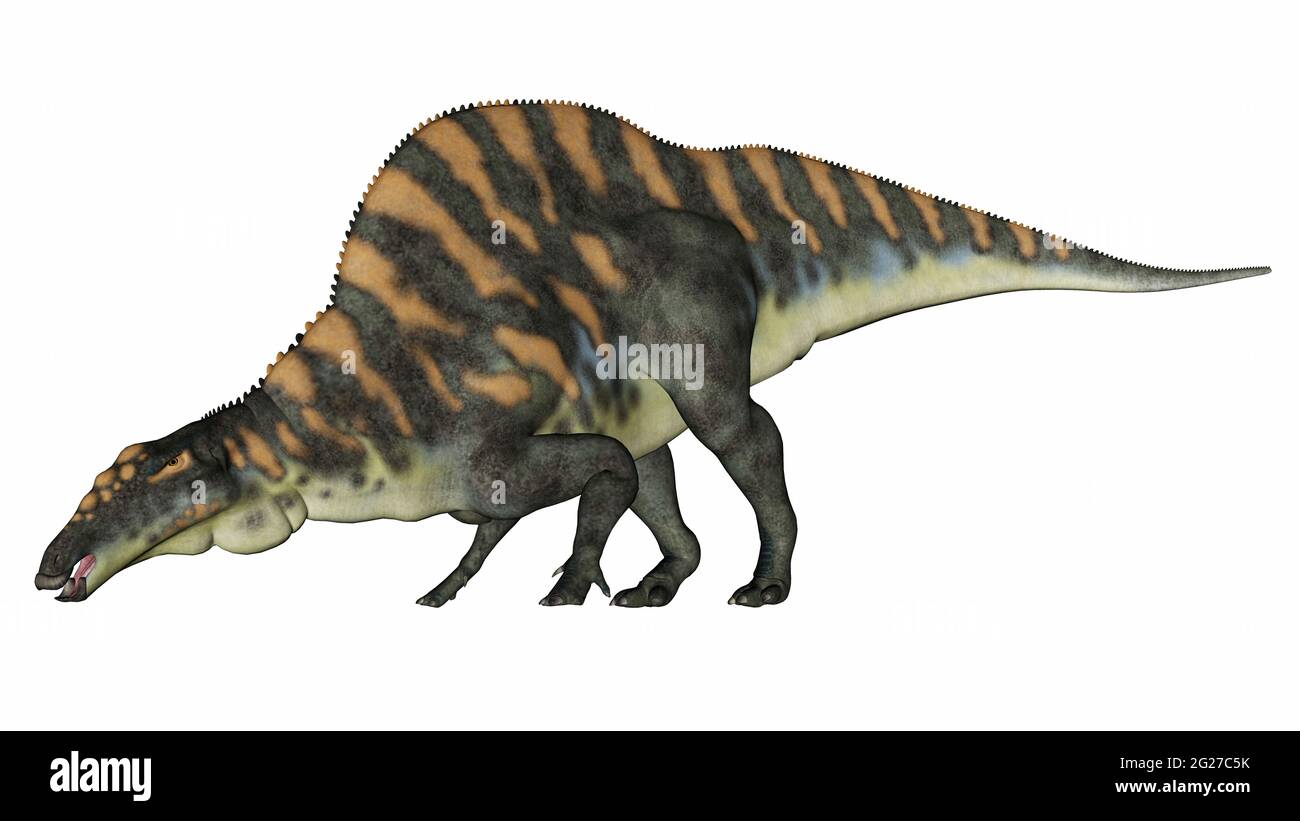 Ouranosaurus dinosaure en train de boire ou de manger, isolé sur fond blanc. Banque D'Images