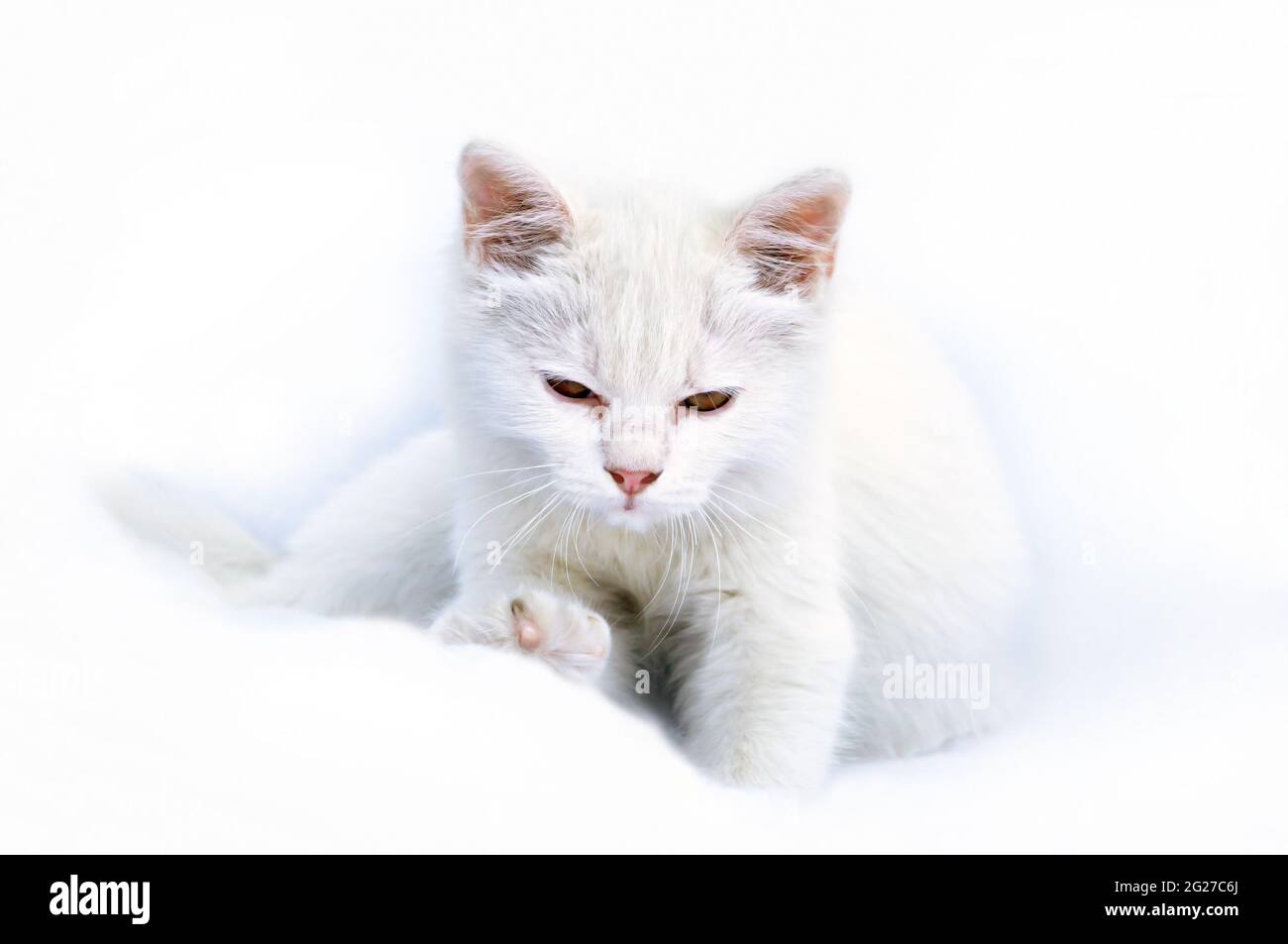 Chat Blanc Thai Persan De Race Mixte Mignon Photo Stock Alamy