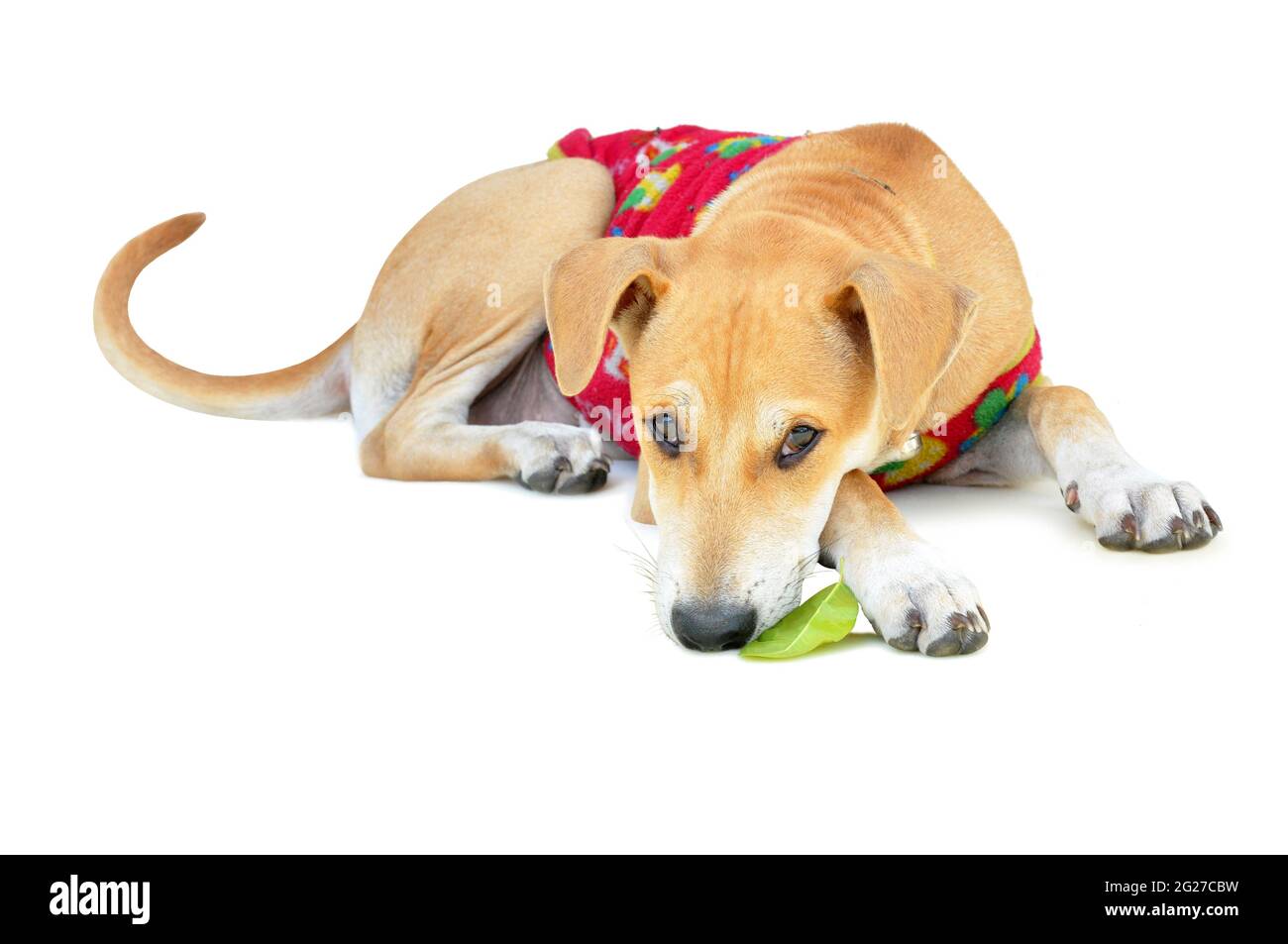 Adorable chien habillé couché sur fond blanc Banque D'Images