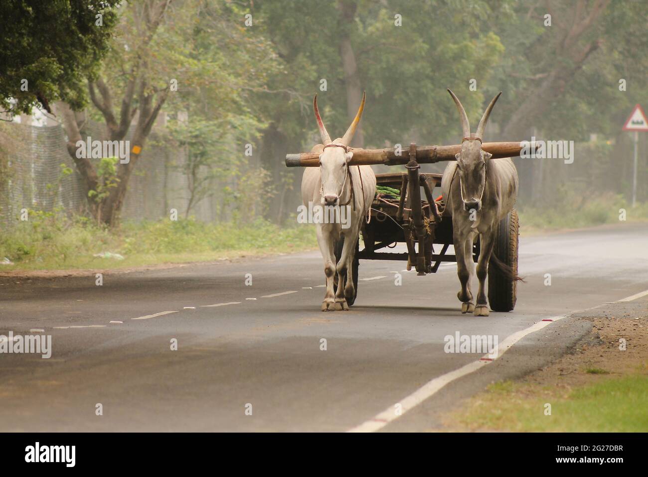 Chariot de Bullock dans la route du village indien Banque D'Images