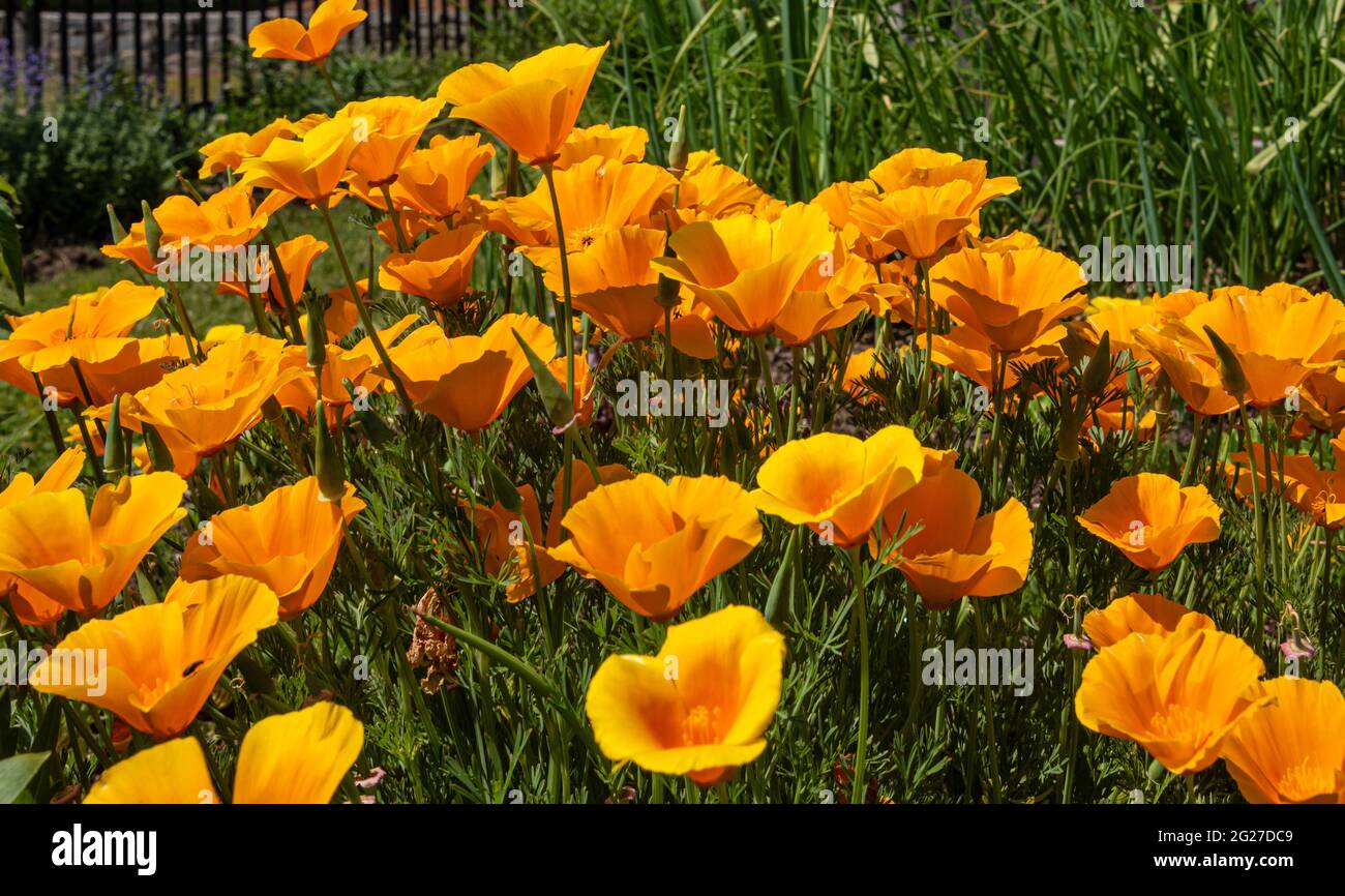 Des coquelicots californiens vibrants au Community Garden @ Snellville dans le métro d'Atlanta, Géorgie. (ÉTATS-UNIS) Banque D'Images