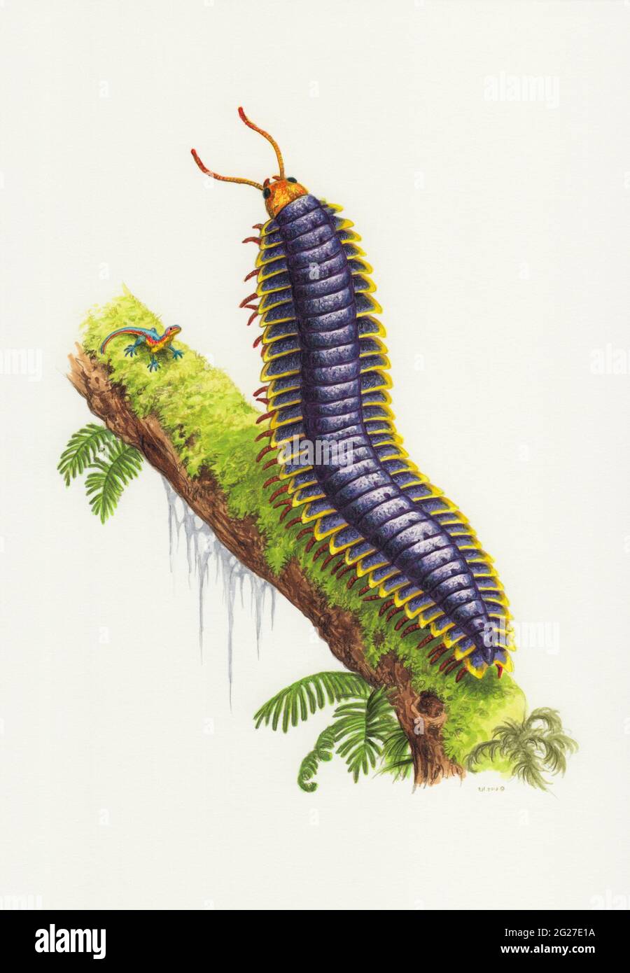 Arthropleura armata Banque d'image et photos Alamy