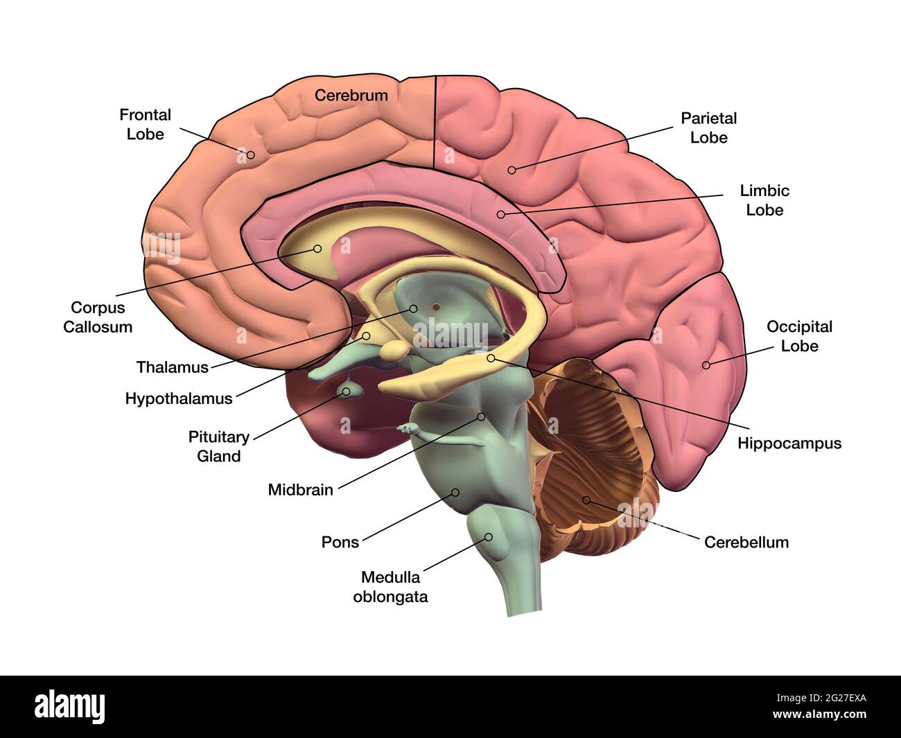 Section sagital du cerveau humain avec des régions et des étiquettes. Banque D'Images