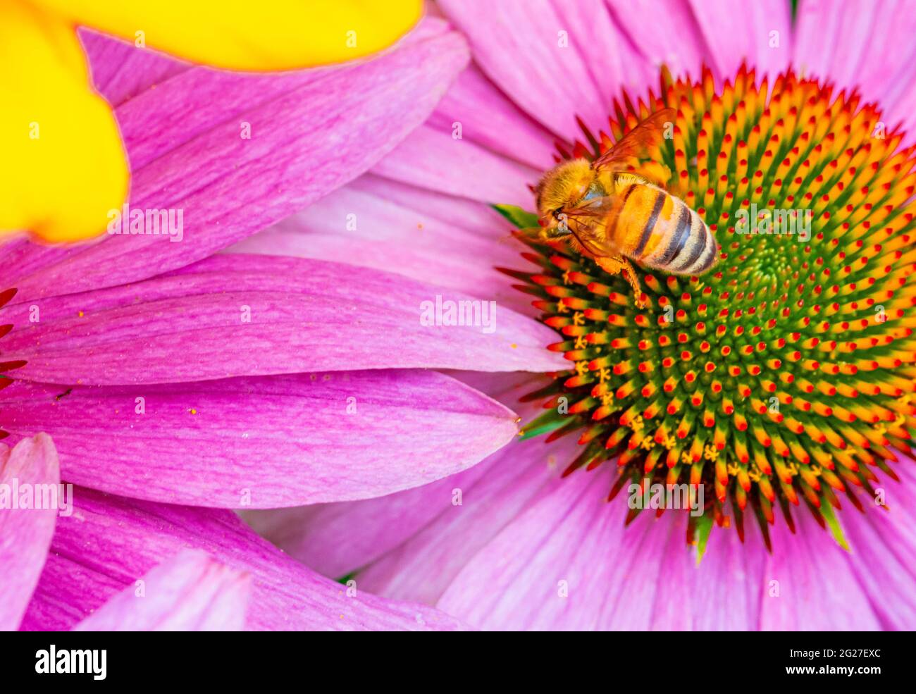 Gros plan d'une abeille (APIs mellifera) collectant le pollen du disque floral d'une conefère pourpre (Echinacea Purpurea.) Gros plan. Banque D'Images