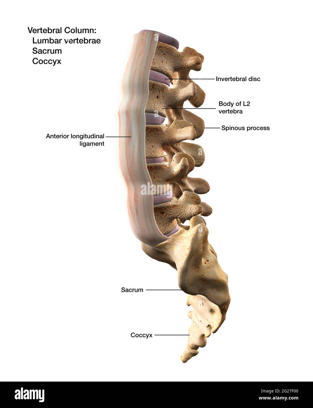 Rendu 3D de la colonne vertébrale, sacrum et coccyx, avec des étiquettes. Banque D'Images