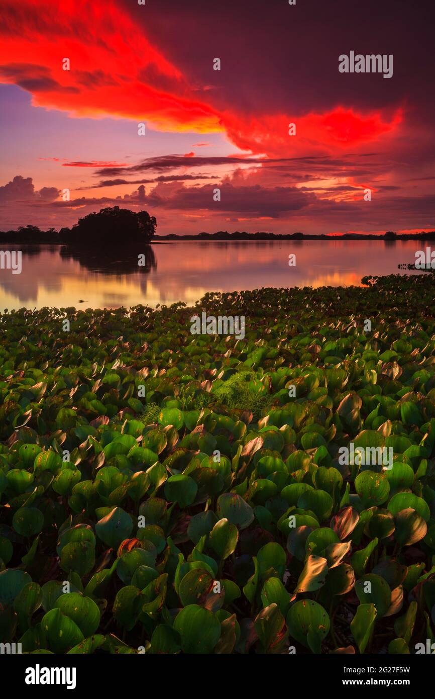 Ciel coloré au coucher du soleil au bord du lac de Refugio de vida Silvestre Cienage las Macanas réserve naturelle, province de Herrera, République du Panama. Banque D'Images