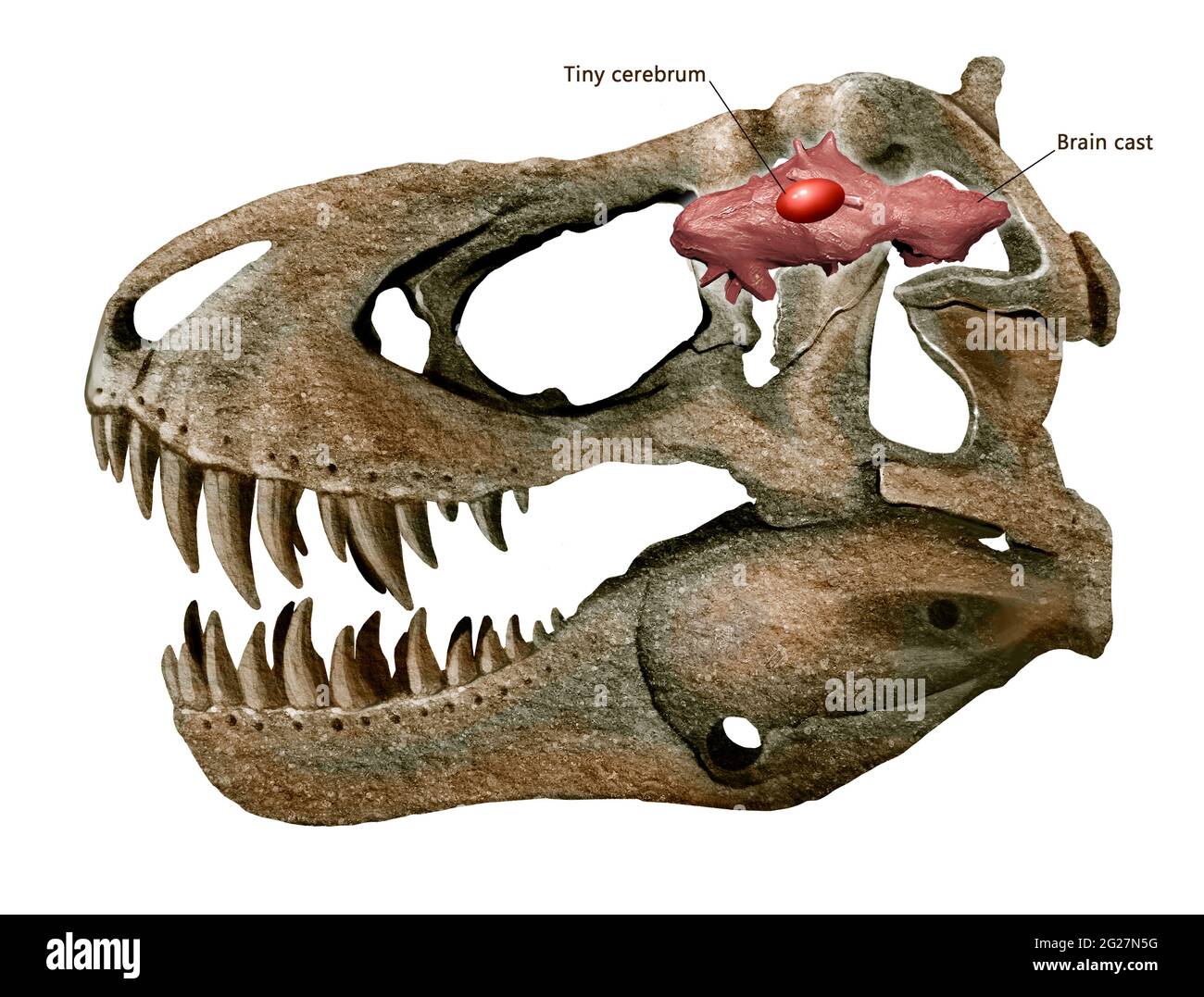 Tyrannosaurus rex crâne et cerveau. Banque D'Images