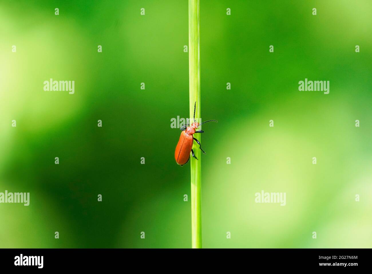 Pyrochroïdae, coléoptère rouge. Le coléoptère repose sur une lame d'herbe dans un environnement naturel. Gros plan de l'insecte. Banque D'Images