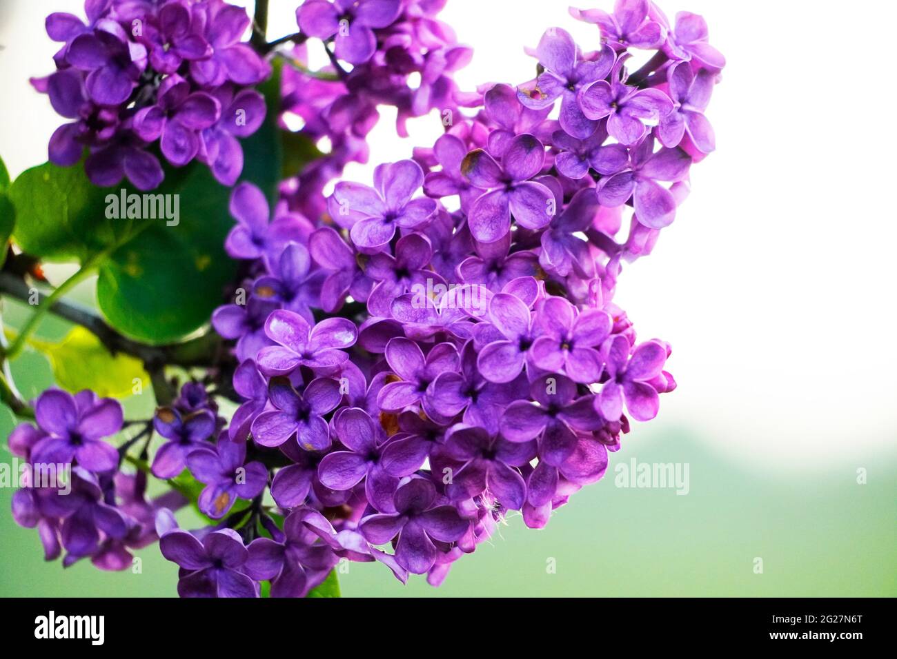 Fleurs lilas de lilas avec fond blanc. Gros plan de grandes fleurs violettes. Syringa. Banque D'Images