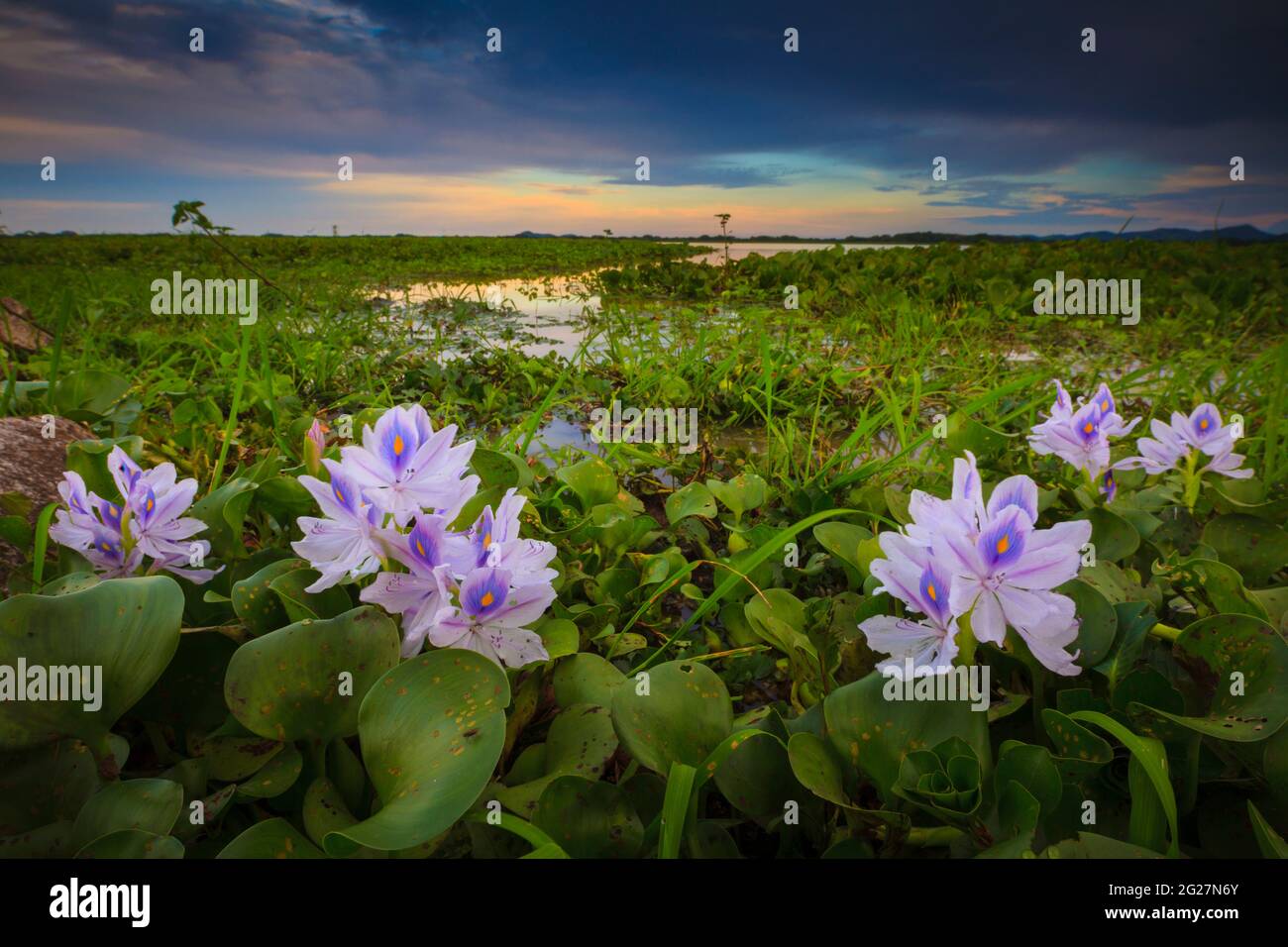 Belles fleurs de nénuphars au bord du lac de Refugio de vida Silvestre Cienage las Macanas réserve naturelle, province de Herrera, République du Panama. Banque D'Images