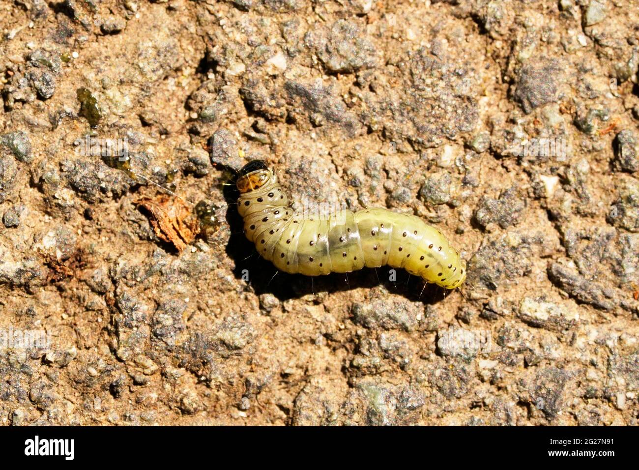 chenille jaune avec points noirs sur l'asphalte au soleil. Gros plan sur les insectes dans la vue de dessus Banque D'Images