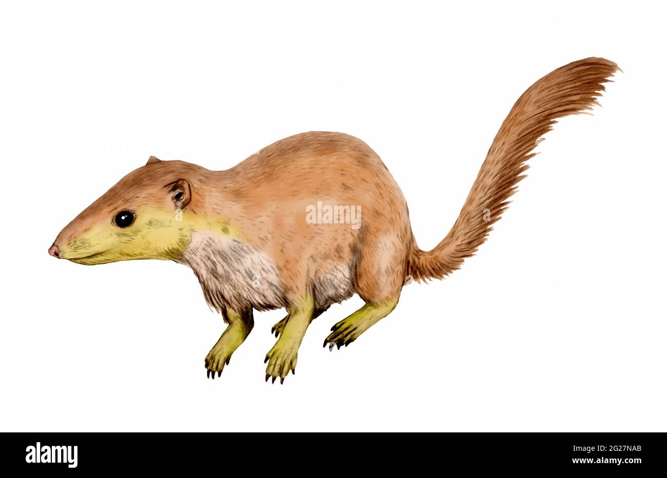 Restauration Purgatorious, vue latérale sur fond blanc. Banque D'Images