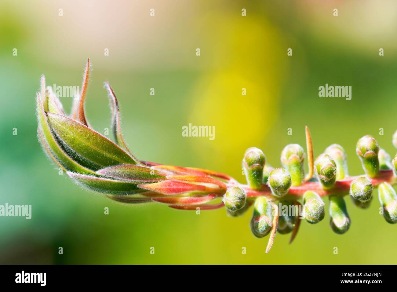 Nettoyant pour bouteille de carmin, Callistemon citrinus. Gros plan de fleur rouge exotique. Banque D'Images