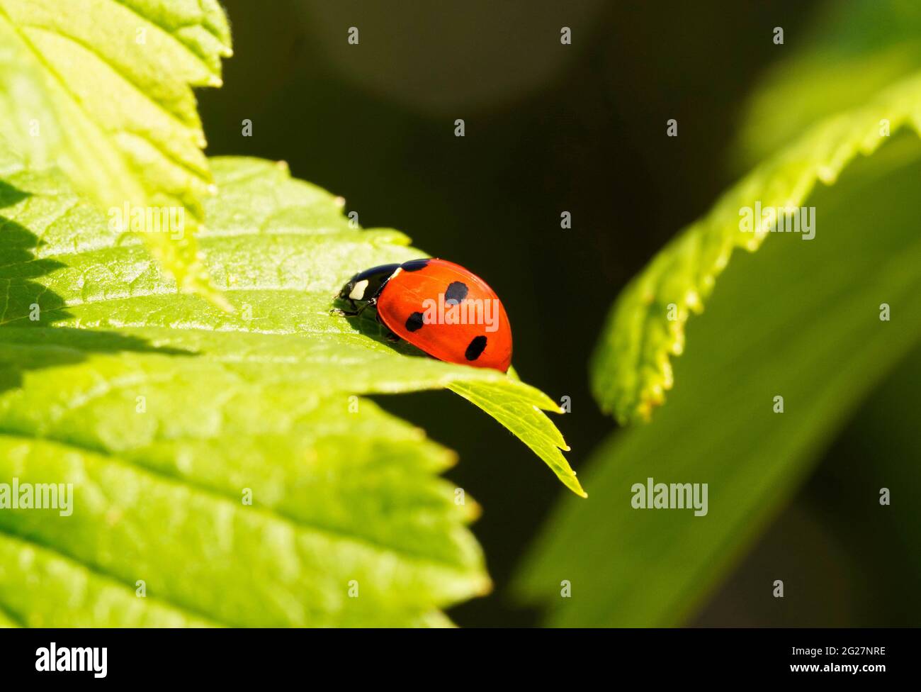 Coccinelle rouge sur une feuille verte. Gros plan sur l'insecte dans l ...